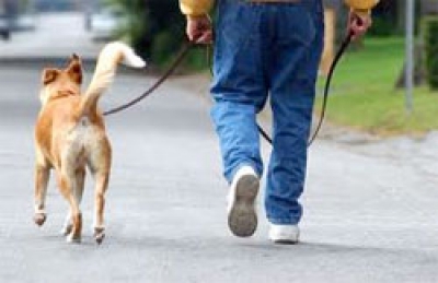 Een gemiddelde hondenbezitter wandelt 38.204 kilometer